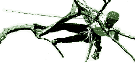arborist